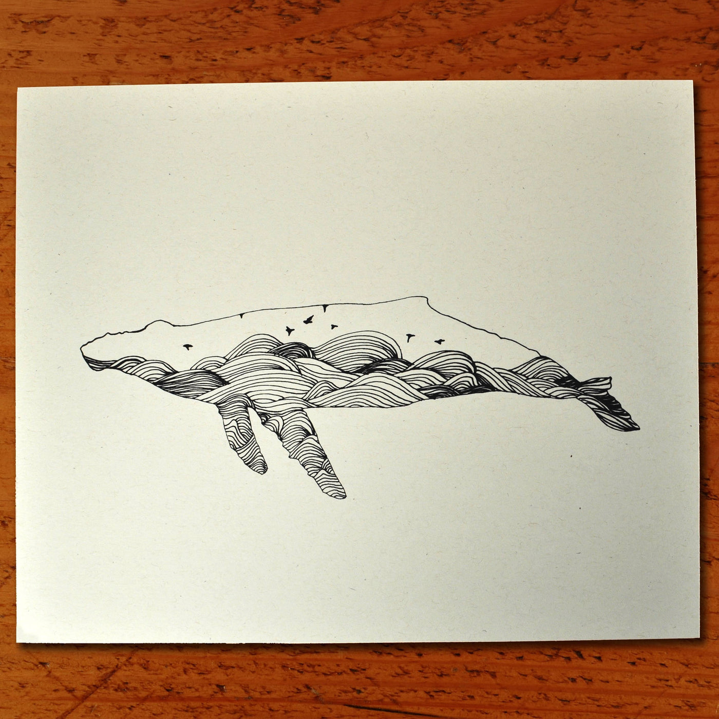 Humpback Whale - Paper print Print Kate 