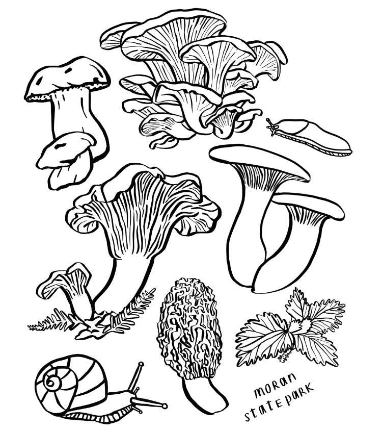Forest Mushrooms Design Brooke 