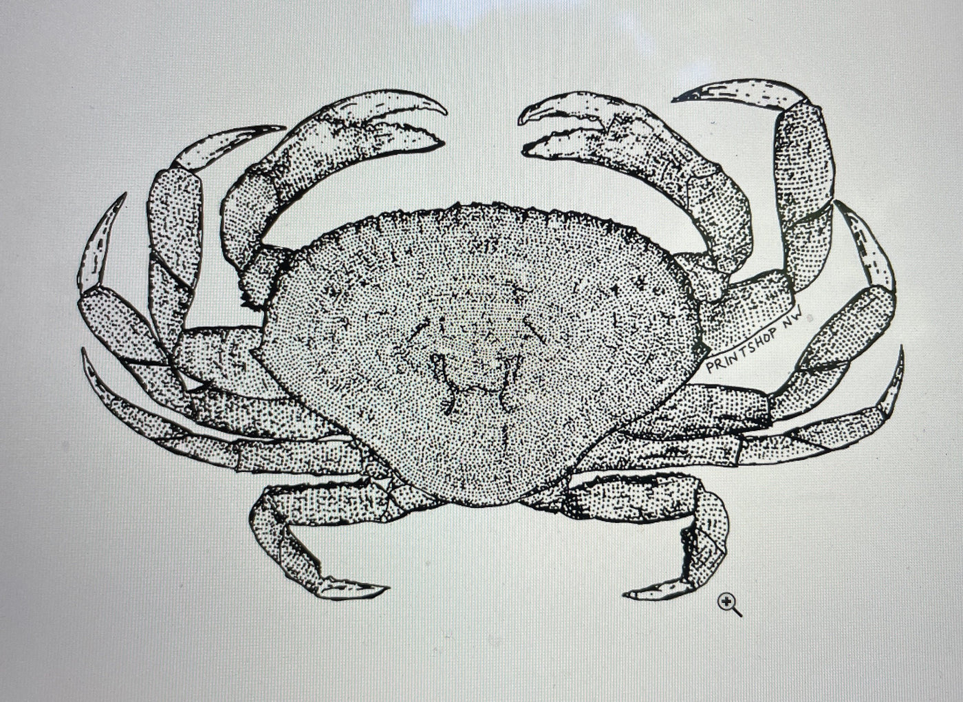 Crab Design Design Printshop Northwest 