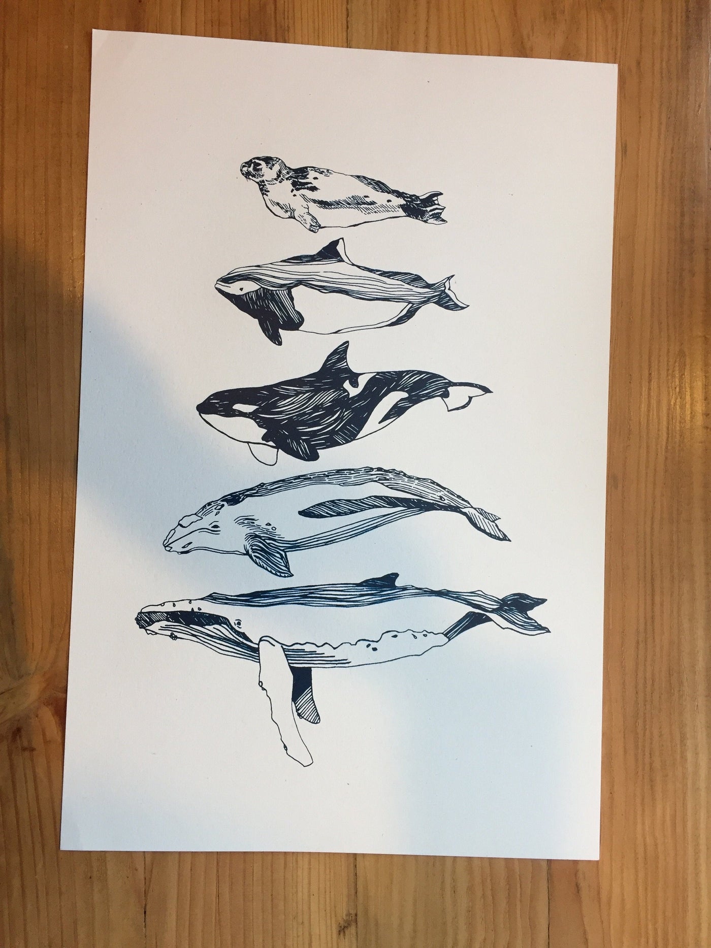 Salish Sea Mammals - Paper print Print Kate 