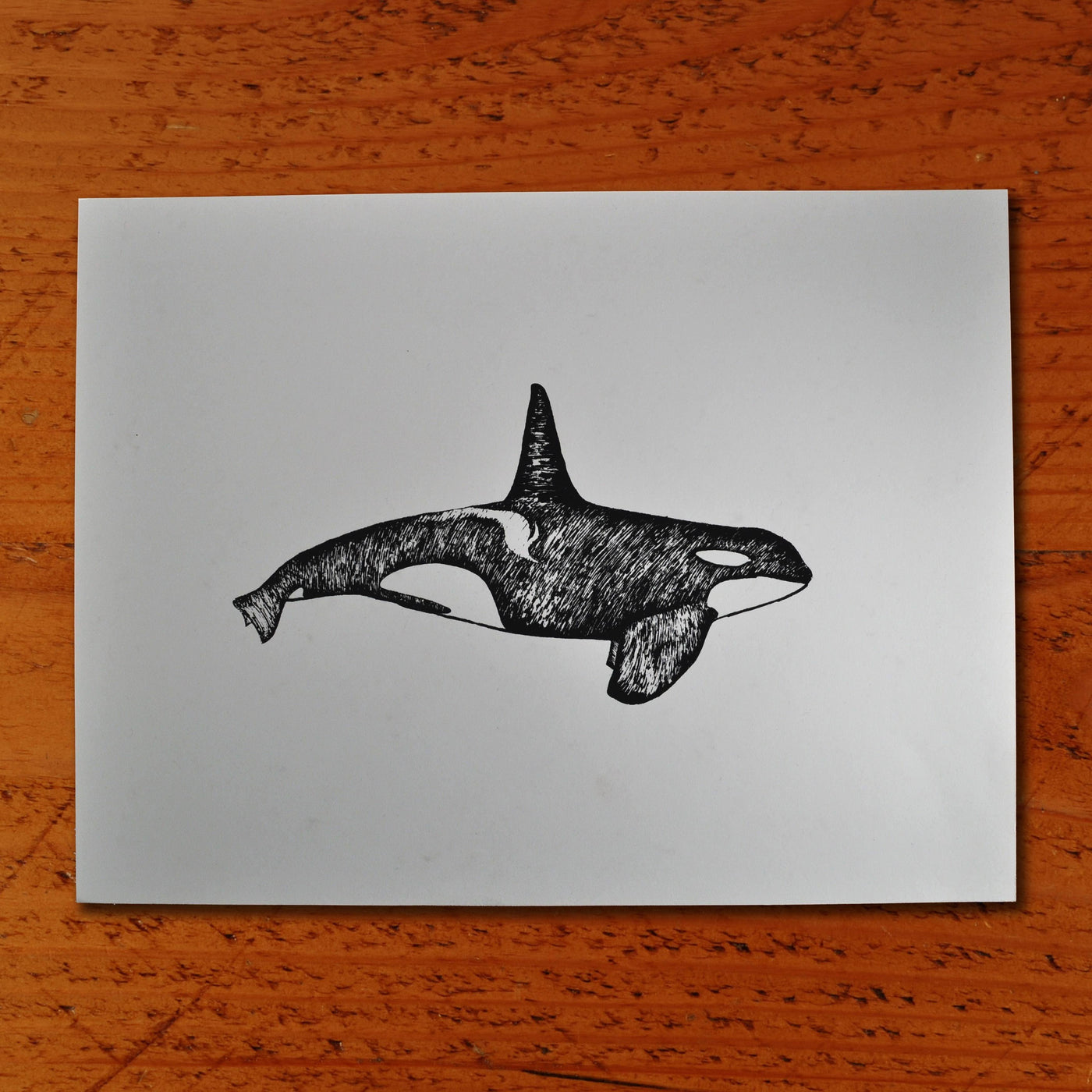 Orca Whale - Paper print Print Andrew 